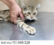 A close-up of a green-eyed tabby cat on a metal table in a veterinary clinic. The animal appears scared and tense, pressing itself against the surface and extending its front paw forward. A human hand gently but firmly holds the cat for an examination or medical procedure. A light-colored tiled wall is visible in the background, creating a sterile atmosphere. The scene conveys the moment of a veterinary appointment, concern for the health of a pet, and the importance of professional help. Стоковое фото, фотограф Анна Кривицкая / Фотобанк Лори