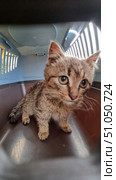 The photograph shows a small tabby kitten with short hair, located inside a plastic pet carrier. The kitten has large expressive eyes, directed slightly to the side, and a wary, slightly frightened expression on its face. The color is brown-gray tabby with characteristic dark stripes and markings on the forehead and cheeks. The fur looks a little tousled, which may indicate that it has recently been outside. The kitten is standing on all fours on the bottom of the carrier, the background is slightly blurred, the sides of the container are visible, letting in light.Domestic shorthair cat (color - brown mackerel tabby). Стоковое фото, фотограф Анна Кривицкая / Фотобанк Лори