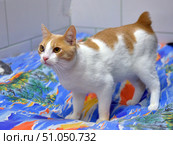 A short-tailed cat with a white and red coat stands on a bright tropical-patterned bed cover. The coat is short, smooth and shiny. The head, back and tail are predominantly red with white areas, the chest, belly and paws are completely white. The eyes are large, amber-yellow, the look is focused, the ears are medium-sized and erect. The cat looks attentive and alert, as if preparing to move. The breed is the Kurilian Bobtail (or a crossbreed with it), the distinguishing feature is a short, fluffy pompom tail. Стоковое фото, фотограф Анна Кривицкая / Фотобанк Лори