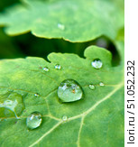 A CloseUp View of Dew Drops Resting on Fresh Green Leaves in Natures Beautiful Landscape. Стоковое фото, фотограф Елена Захаревич / Фотобанк Лори