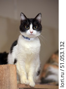 A black and white cat with expressive yellow-green eyes, sitting on a wooden surface. The animal looks directly at the camera, creating a sense of direct contact with the observer. The muzzle is symmetrically colored: the white nose and chin contrast with the dark areas on the forehead and cheeks. The coat is short, well-groomed, with a pure white chest and paws. The cat has a white paper or fabric collar with an inscription on its neck, which may indicate that it is in a shelter or at an exhibition. The background is softly blurred, which emphasizes attention to the main object - the cat itself. Стоковое фото, фотограф Анна Кривицкая / Фотобанк Лори