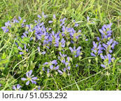 Dracocephalum charkeviczii Prob. (семейство Lamiaceae). Змееголовник Харкевича. Стоковое фото, фотограф Овчинникова Ирина / Фотобанк Лори