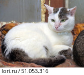 A snow-white shorthaired cat with gray-brown spots on her head and tail lies curled up on a warm brown blanket. Her expressive green eyes are directed to the side, creating the impression of thoughtfulness and calm. On her neck is a white plastic identification collar, indicating that she is in a shelter, clinic or temporary shelter. The coat is smooth and well-groomed, the contrast of dark and light areas of the color gives the cat a special appeal. The background is an interior with elements of wooden and metal surfaces, creating an atmosphere of coziness and security. Стоковое фото, фотограф Анна Кривицкая / Фотобанк Лори