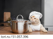 Burmese cat dressed as a chef with a saucepan in the kitchen. Стоковое фото, фотограф Светлана Султанаева / Фотобанк Лори