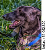 A profile portrait of a black, smooth-haired dog against a background of green grass. The animal has an open mouth and a protruding tongue, giving the impression that the dog is smiling or breathing heavily after activity. Around its neck is a brown leather collar with a round tag, on which a hand-written phone number is visible. The dog also wears a bright blue leash or harness. The sunlight softly illuminates the coat, emphasizing its shine and texture. In the foreground, blades of grass and a yellow flower are visible, creating an atmosphere of living nature and a walk in the fresh air. Стоковое фото, фотограф Анна Кривицкая / Фотобанк Лори