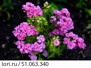 Orange phlox flowers in the garden. Pink bouquet of small flowers. Стоковое фото, фотограф Valeriy Lushchikov / Фотобанк Лори