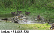 Ducks bathing and drinking in a small stream. Стоковое видео, видеограф Андрей Знаменский / Фотобанк Лори