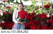 In store near counter, woman customer selects potted poinsettia, examines and selects healthy and attractive poinsettia plant. Customer hesitated and was confused by large selection in store. Стоковое видео, видеограф Яков Филимонов / Фотобанк Лори
