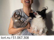 A dog and a cat are fighting in the hands of a young female owner. Papillon and Brush Sphinx are playing. Стоковое фото, фотограф Михаил Решетников / Фотобанк Лори