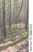 Vertical video of Walk through a mossy pine forest in summer season. Стоковое видео, видеограф Сергей Пристяжнюк (Serg Zastavkin) / Фотобанк Лори