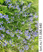 Dracocephalum charkeviczii Prob. (семейство Lamiaceae). Змееголовник Харкевича. Стоковое фото, фотограф Овчинникова Ирина / Фотобанк Лори