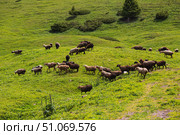 Herd of sheeps in the Tian Shan mountains in Kyrgyzstan. Стоковое фото, фотограф Юлия Белоусова / Фотобанк Лори