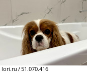 Beautiful King Charles spaniel, English toy spaniel in the bathroom, dog washes paws. Стоковое фото, фотограф Соболева Наталия / Фотобанк Лори