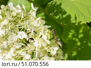 Гусеница (Cucullia lactucae) на цветке гортензии Caterpillar (Cucullia lactucae) on a hydrangea flower. Стоковое фото, фотограф Краснова Ирина / Фотобанк Лори