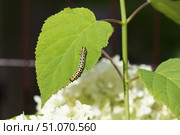 Гусеница капюшонницы салатной (Cucullia lactucae) на листе гортензии Caterpillar (Cucullia lactucae) on a hydrangea leaf. Стоковое фото, фотограф Краснова Ирина / Фотобанк Лори