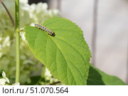 Гусеница капюшонницы салатной (Cucullia lactucae) на листе гортензии Caterpillar (Cucullia lactucae) on a hydrangea leaf. Стоковое фото, фотограф Краснова Ирина / Фотобанк Лори