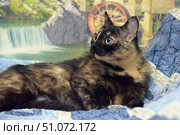 A close-up of a lying tortoiseshell cat with expressive green eyes. The fur is thick, short, and has a distinctive tortoiseshell pattern - a combination of black, red, and gold spots that smoothly merge into each other. The cat lies on a blue blanket with white patterns, turning its head to the side, as if interested in something outside the frame. In the background is a bright and detailed painting of a waterfall, rocks, and an old water wheel, creating an atmosphere of coziness and warmth. The photo conveys the calm, grace, and natural beauty of a pet. Стоковое фото, фотограф Анна Кривицкая / Фотобанк Лори