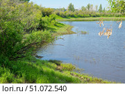 Заросший берег. Старица реки Туры. Пригород Тюмени. Стоковое фото, фотограф Александр Тараканов / Фотобанк Лори