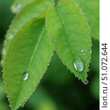 Green leaves in raindrops. Стоковое фото, фотограф Юрий Бизгаймер / Фотобанк Лори