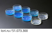 Petri dishes showing crystallization process resembling tree branches on dark background. Стоковое AI-изображение, AI-художник Юрий Поздников / Фотобанк Лори