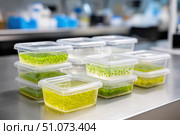 Researchers cultivating algae specimens in laboratory setting. Стоковое AI-изображение, AI-художник Юрий Поздников / Фотобанк Лори