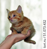 A small ginger kitten with fluffy fur sits on a person's palm. Its muzzle and fur are slightly damp, which gives the photo a touching and vulnerable atmosphere. The kitten's eyes are half-closed, its look is soft and a little tired, which may indicate recent activity or treatment. The light, blurred background with soft shades creates a feeling of warmth and tenderness, emphasizing the fragility and defenselessness of the baby. The photo conveys a moment of care and human participation in the life of an animal. Стоковое фото, фотограф Анна Кривицкая / Фотобанк Лори