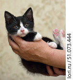 An adorable black and white kitten nestles in a human's arms. Its soft fur shines, contrasting with the deep black and white markings on its face, paws, and chest. Its pink nose and soft paw pads with pink pads add a special tenderness to the shot. The kitten looks straight into the camera, creating a sense of trust and closeness. The background is a soft beige, blurred interior, which emphasizes the main subject. This shot conveys the warmth of human hands and the touching connection between man and animal. Стоковое фото, фотограф Анна Кривицкая / Фотобанк Лори