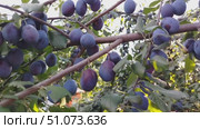 Много спелых ягод сливы синего, фиолетового цвета на ветках дерева сливы. Lots of ripe blue and purple plums on the branches of a plum tree. Стоковое видео, видеограф Наталья Пеньшина / Фотобанк Лори