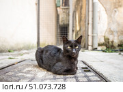 Уличная кошка на улице Котора Черногория (2014 год). Стоковое фото, фотограф Игорь Рожков / Фотобанк Лори