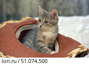 A cute gray tabby kitten with a white chest and expressive green eyes nestles inside a brown wicker hat. His gaze is directed to the side, his ears are alert, which gives the image a sense of curiosity and attentiveness. Soft natural lighting highlights the delicate texture of the fur and details of the hat. The background is blurred in neutral tones, which makes the kitten stand out and creates a warm, homey atmosphere. Стоковое фото, фотограф Анна Кривицкая / Фотобанк Лори
