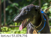 A close-up of a black Greyhound (or similar sighthound) out for a walk. The animal is wearing a bright blue harness and collar with a tag with a number attached. The dog holds his mouth slightly open, his pink tongue hanging out, and looks away, giving the impression of a happy and energetic mood. In the background, there is a blur of greenery and sun glare, giving the frame the atmosphere of a warm summer day. Стоковое фото, фотограф Анна Кривицкая / Фотобанк Лори
