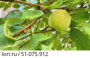 A lonely green apple on an old branch of an apple tree. Wiring from top to bottom. Стоковое видео, видеограф Ярославский Максим / Фотобанк Лори