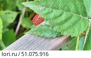 A close up of a leafy plant with a wooden plank on top of it. Стоковое видео, видеограф Ярославский Максим / Фотобанк Лори