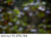 Обыкновенный крестовик (лат. Araneus diadematus), в центре сплетённой паутины. Стоковое фото, фотограф Бородкин Андрей / Фотобанк Лори