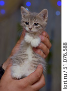 A charming gray and white kitten with soft fluffy fur sits in the hands of a person. The kitten's paws are folded on his chest, giving him a touching and defenseless look. His large dark eyes look forward with slight curiosity and alertness. The background is softly blurred with blue and purple lights, which creates a cozy and slightly festive atmosphere. Details of the skin and watch are visible on the person's hands, which adds warmth and home comfort to the frame. Стоковое фото, фотограф Анна Кривицкая / Фотобанк Лори