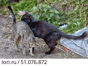Two street cats against a background of green grass and garbage. One cat, black and long-haired, cuddles and rubs his head against the side of the second cat, a short-haired gray tabby with a distinctive striped pattern. The animals are on a dirt surface, with dry stems, plastic waste, and transparent polyethylene visible around them. The scene conveys a moment of communication and affection between street cats in their natural environment. Стоковое фото, фотограф Анна Кривицкая / Фотобанк Лори