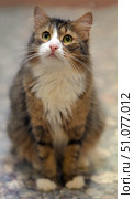 A fluffy, long-haired, calico cat with expressive green eyes sits on the floor and looks up with curiosity. Her white face with a pink nose and a neat mark between her eyes gives her a gentle and charming look. Her fur is richly colored in brown, red and white tones, which emphasizes her beauty. The soft background is slightly blurred, the focus is completely on the cat's face and upper body, creating a warm and cozy image. Стоковое фото, фотограф Анна Кривицкая / Фотобанк Лори
