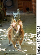 Mongrel dogs in a house on a farm. The concept of animal protection. Стоковое фото, фотограф Наталия Кирсанова / Фотобанк Лори