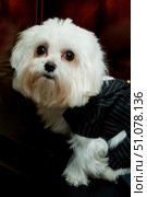 A white lapdog dog in a black tailcoat stands on a dark background. Home decorative animals. Стоковое фото, фотограф Наталия Кирсанова / Фотобанк Лори