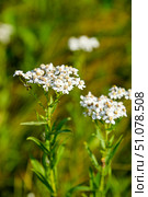 Тысячелистник обыкновенный (лат. Achillea millefolium) Стоковое фото, фотограф Александр Тараканов / Фотобанк Лори