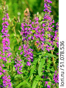 Дербенник иволистный, или плакун-трава (лат. Lythrum salicaria) Стоковое фото, фотограф Александр Тараканов / Фотобанк Лори