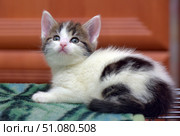 A charming little kitten with soft white fur and dark spots lies on a green fluffy blanket. The kitten's head is raised, looking up, which creates the impression of curiosity and slight surprise. The ears are pink and large in relation to the head, the eyes are blue with a slight shine. On the muzzle there is a soft pink nose and thin white whiskers. The background is blurred, a warm orange-brown shade, which emphasizes the tenderness and coziness of the atmosphere. The frame conveys a feeling of home warmth, serenity and security. Стоковое фото, фотограф Анна Кривицкая / Фотобанк Лори