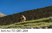 A lama stands on a green terrace near an ancient Inca stone wall. The head is turned. The blue sky. Machu Picchu. Peru. Cusco. Стоковое фото, фотограф Вера Ивановна Кубарева / Фотобанк Лори