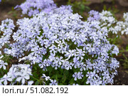 Phlox divaricata Emerald Blue in full spring bloom, with soft lavender blue flowers forming a gentle floral carpet. Native groundcover from Polemoniaceae. Стоковое фото, фотограф Татьяна Терехина / Фотобанк Лори