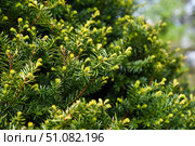 Close-up of Japanese yew (Taxus cuspidata) with dense dark green needle-like foliage, symbolizing evergreen beauty in a natural setting. Стоковое фото, фотограф Татьяна Терехина / Фотобанк Лори