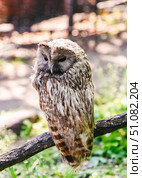 Ural owl perched on a branch in sunlight at Shkotovo, Primorsky Krai, Russian Far East. Calm bird with soft plumage and distinctive facial disc. Стоковое фото, фотограф Татьяна Терехина / Фотобанк Лори