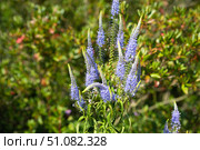 Bright purple spikes of Veronica longifolia bloom under summer sun, rising tall above green foliage and adding vivid color to the garden scene. Стоковое фото, фотограф Татьяна Терехина / Фотобанк Лори