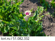 Purple and white calla lily Zantedeschia blooming in a garden bed, surrounded by lush green spotted leaves under bright summer sunlight. Стоковое фото, фотограф Татьяна Терехина / Фотобанк Лори