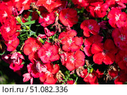 Close-up of Dianthus chinensis shows vivid red petals with fine details in sunlight. A delicate and vibrant summer flower in full bloom. Стоковое фото, фотограф Татьяна Терехина / Фотобанк Лори