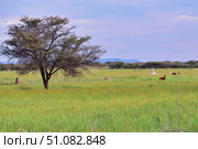 African bush savannah, Namibia (2016 год). Стоковое фото, фотограф Знаменский Олег / Фотобанк Лори